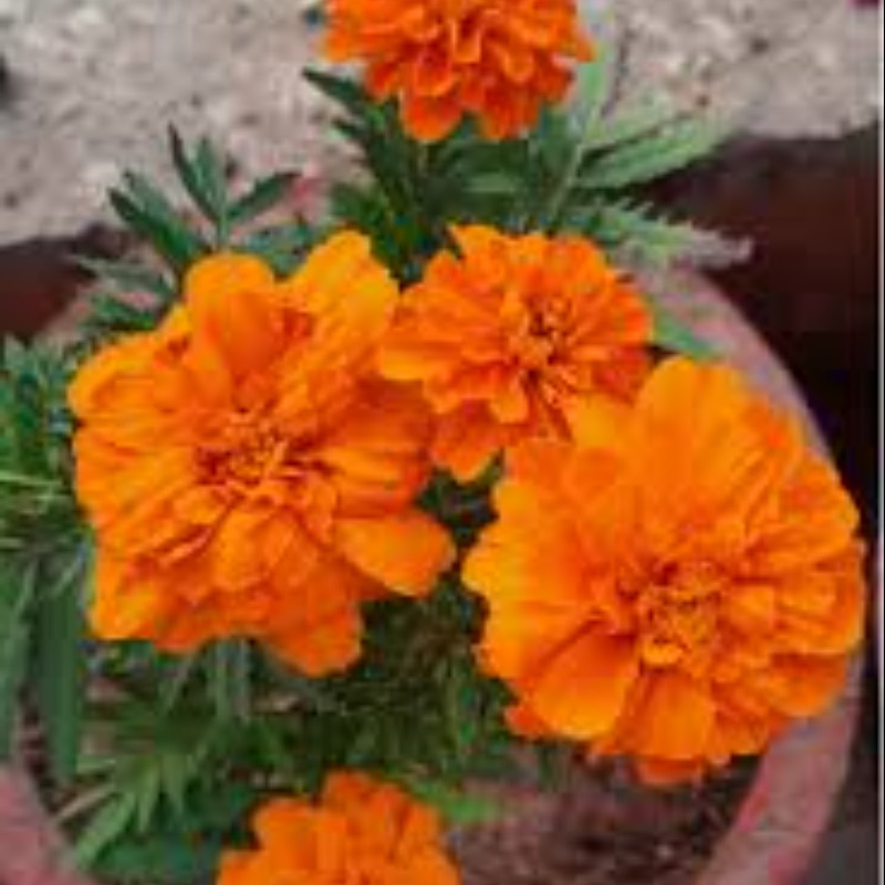 Thumb Image